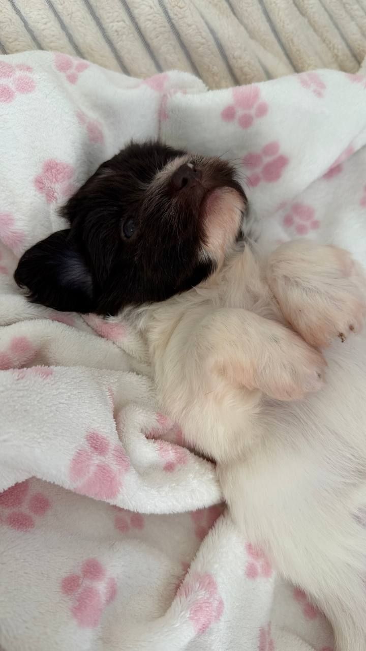 Неймовірна дівчинка гаванського бішона - Гаванез, Хаванез, Болонка