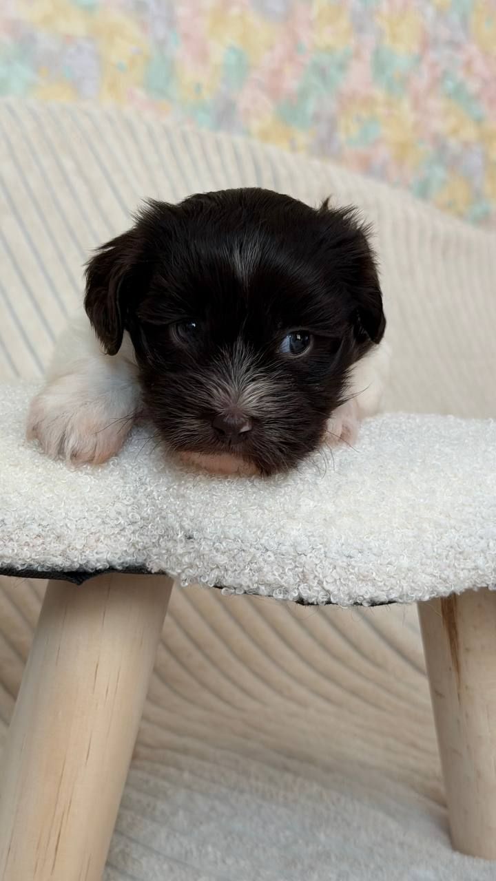 Неймовірна дівчинка гаванського бішона - Гаванез, Хаванез, Болонка