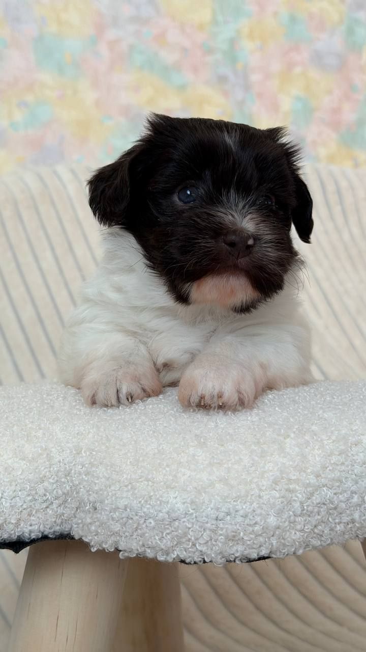 Неймовірна дівчинка гаванського бішона - Гаванез, Хаванез, Болонка