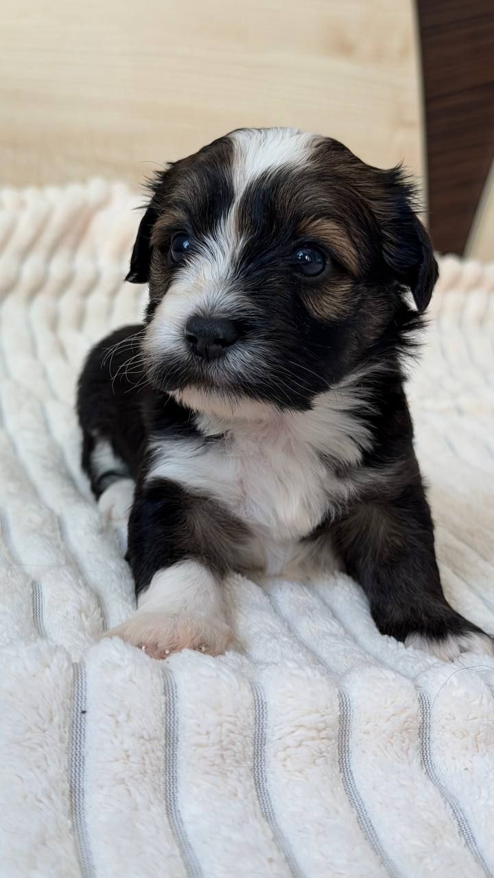 Цуценя хаванеза від професійного розплідника