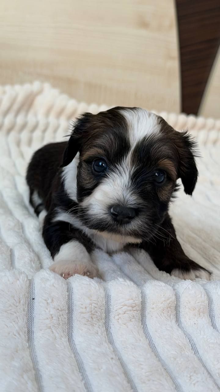 Цуценя хаванеза від професійного розплідника