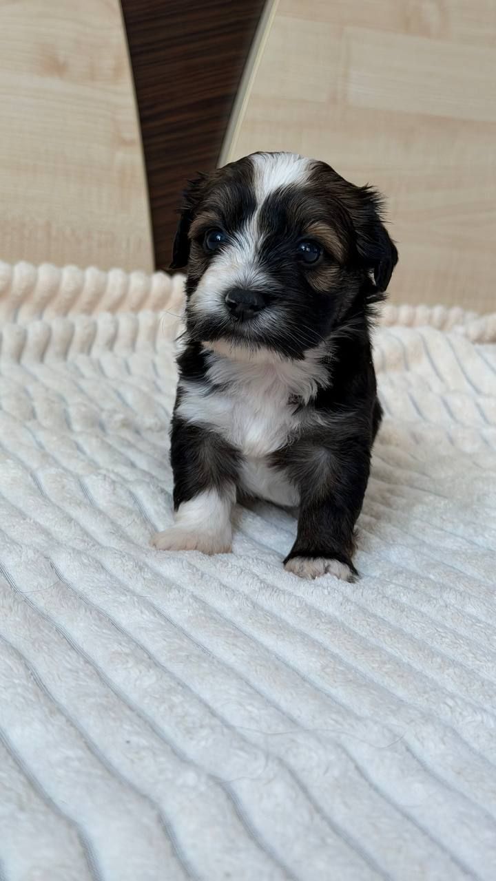 Цуценя хаванеза від професійного розплідника