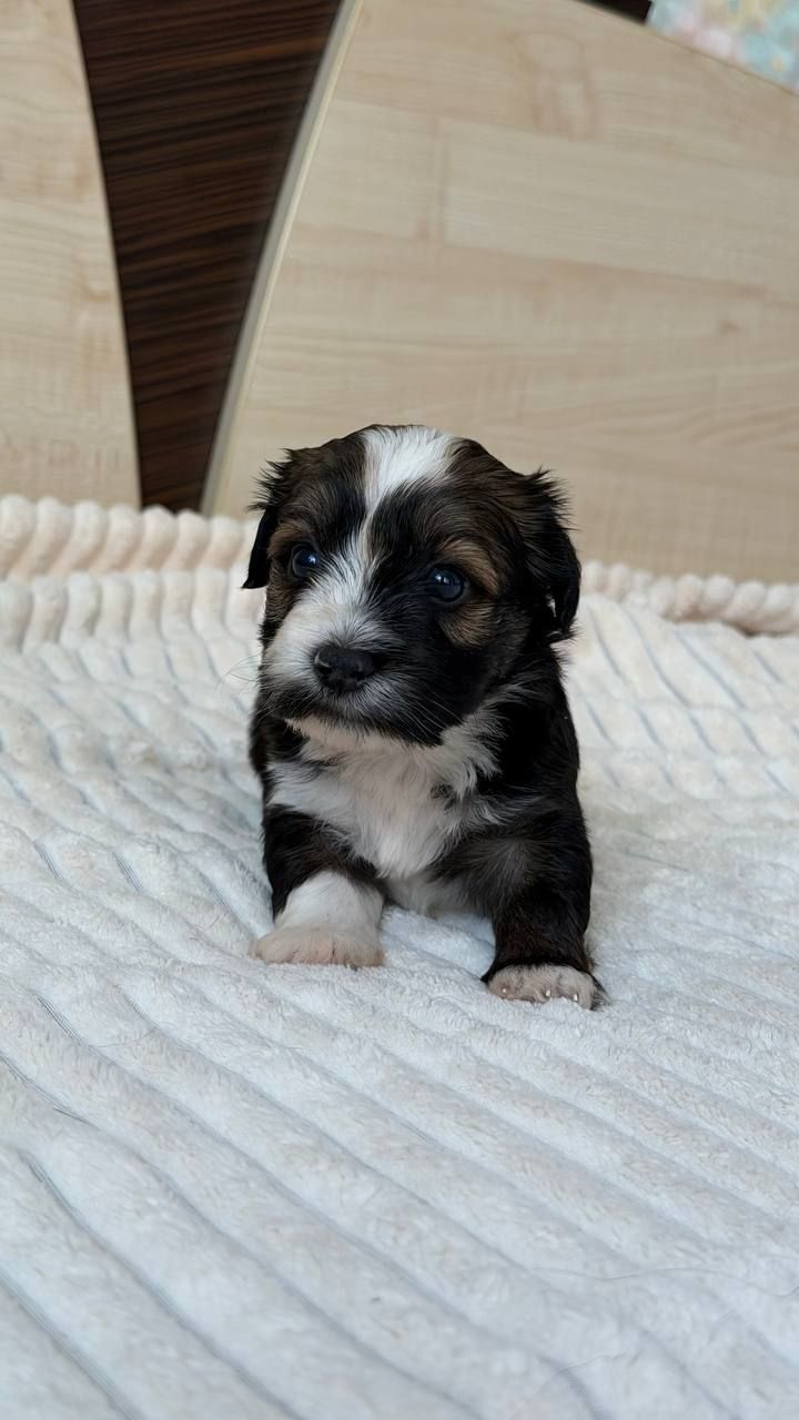 Цуценя хаванеза від професійного розплідника