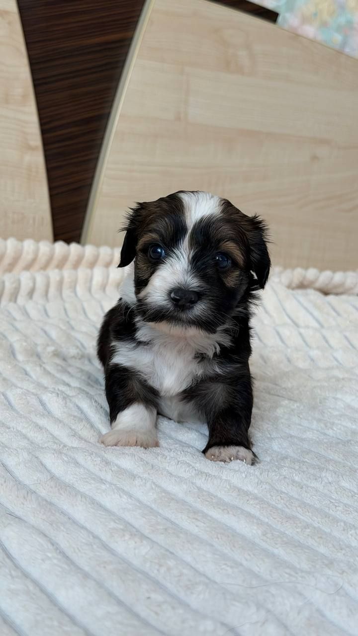 Цуценя хаванеза від професійного розплідника