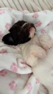 Неймовірна дівчинка гаванського бішона - Гаванез, Хаванез, Болонка