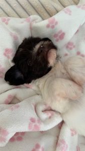 Неймовірна дівчинка гаванського бішона - Гаванез, Хаванез, Болонка