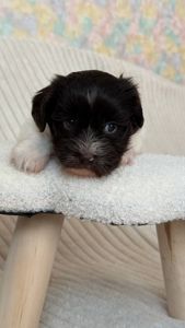 Неймовірна дівчинка гаванського бішона - Гаванез, Хаванез, Болонка