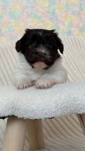 Неймовірна дівчинка гаванського бішона - Гаванез, Хаванез, Болонка