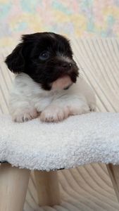 Неймовірна дівчинка гаванського бішона - Гаванез, Хаванез, Болонка