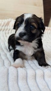 Цуценя хаванеза від професійного розплідника