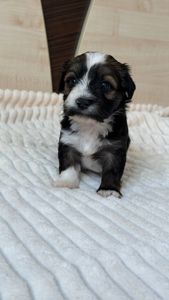 Цуценя хаванеза від професійного розплідника