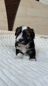 Цуценя хаванеза від професійного розплідника