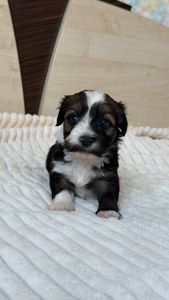 Цуценя хаванеза від професійного розплідника