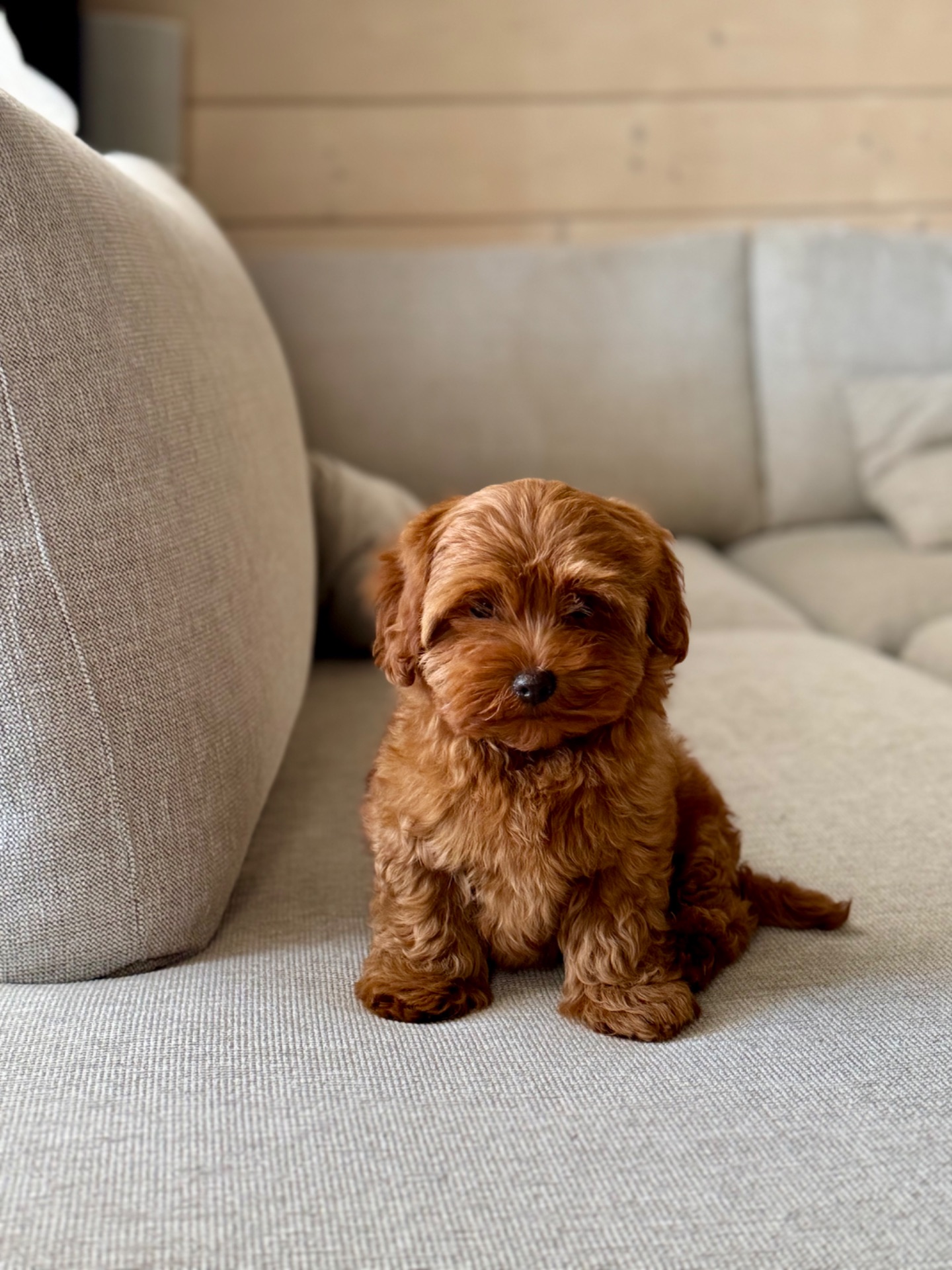 Мальтипу F1 mini, мальчик, 2,5 мес, red brown