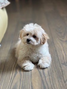 Мальтипу ф1 мини 3 месяца Кремового окраса (слоновая кость)