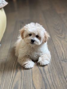 Мальтипу ф1 мини 3 месяца Кремового окраса (слоновая кость)