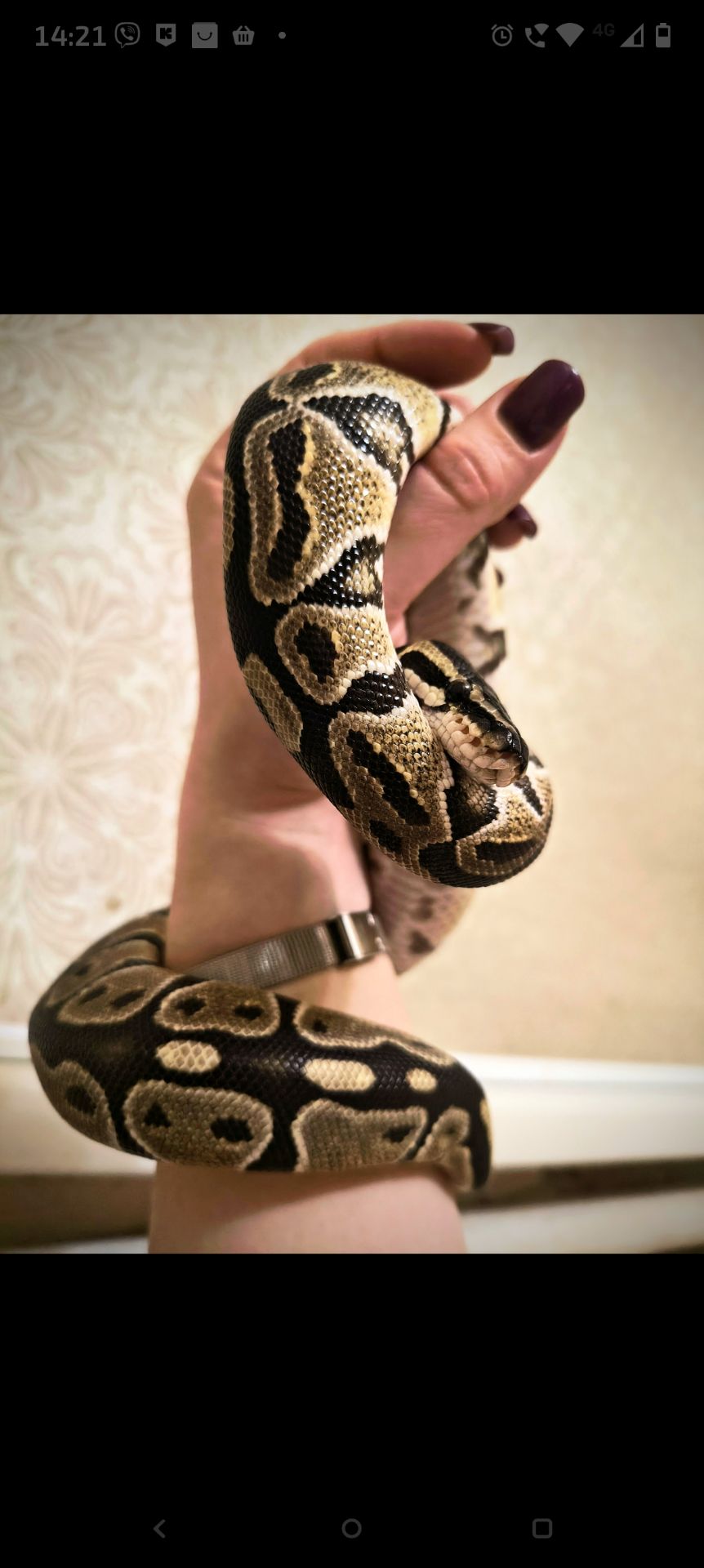 Самка королівського пітона 2 роки