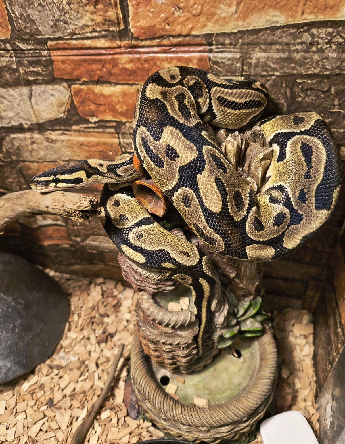 Самка королівського пітона 2 роки