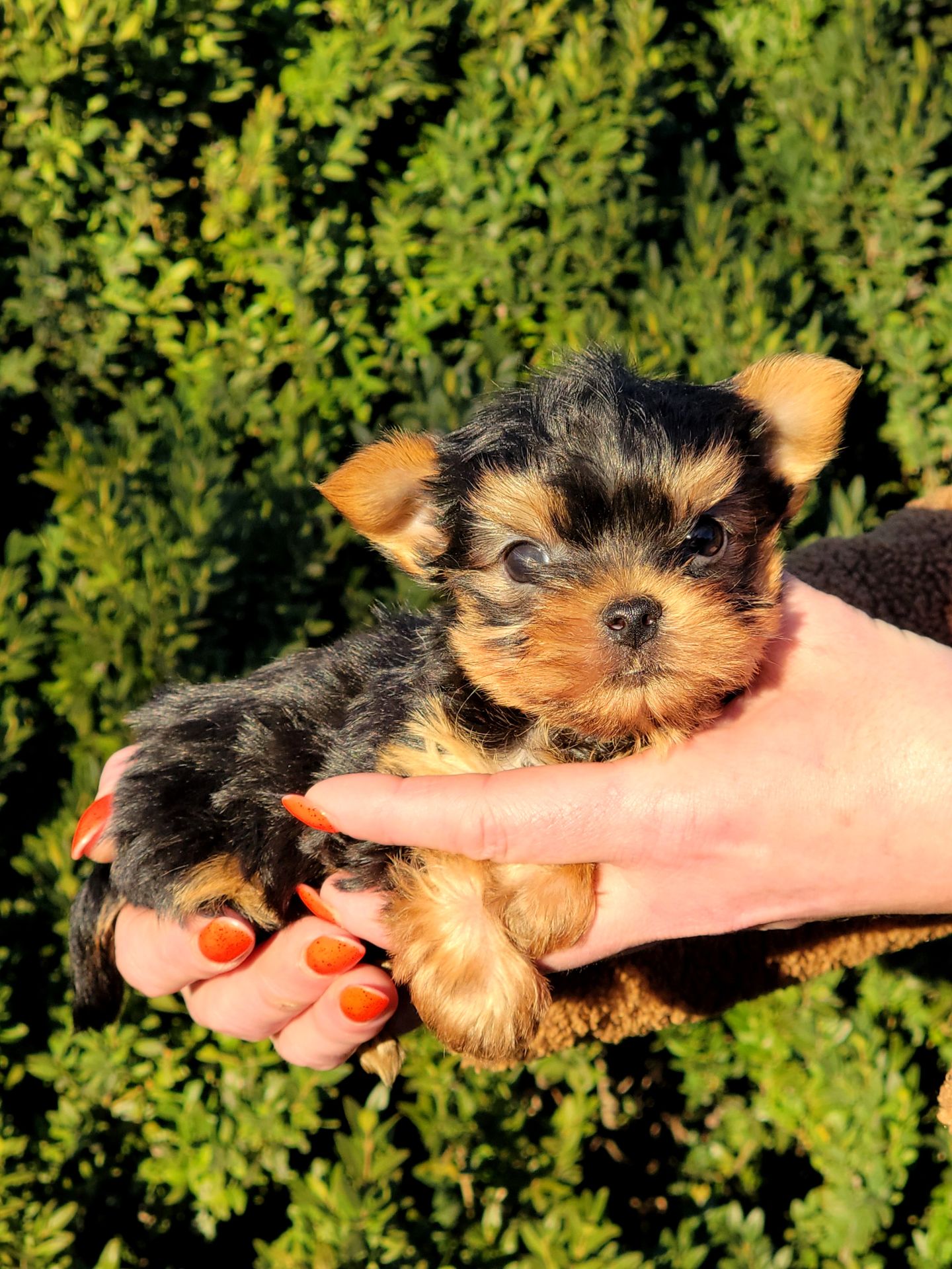 Йоркі дівчата та хлопці