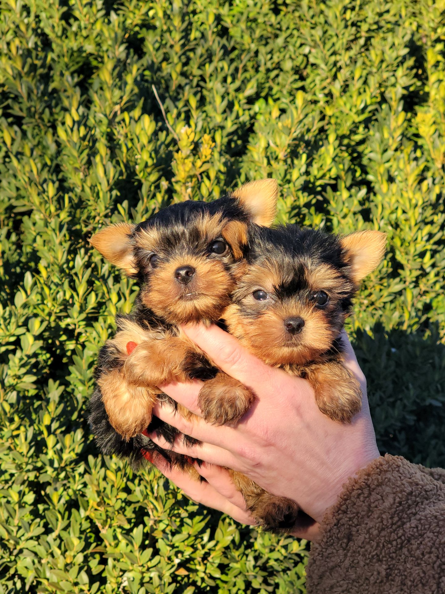 Йоркі дівчата та хлопці