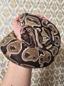 Самка королівського пітона 2 роки