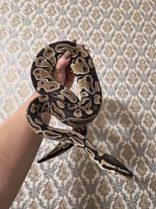 Самка королівського пітона 2 роки