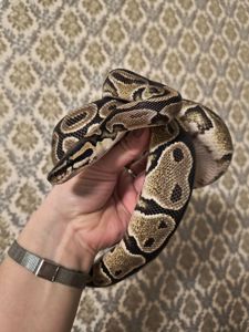 Самка королівського пітона 2 роки