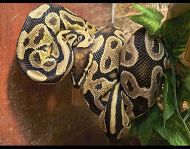 Самка королівського пітона 2 роки
