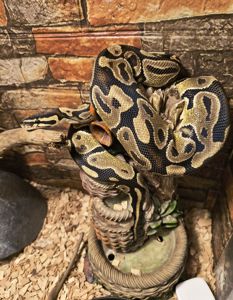 Самка королівського пітона 2 роки