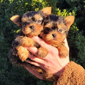 Йоркі дівчата та хлопці