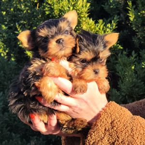 Йоркі дівчата та хлопці