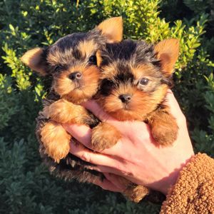 Йоркі дівчата та хлопці