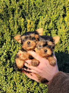 Йоркі дівчата та хлопці