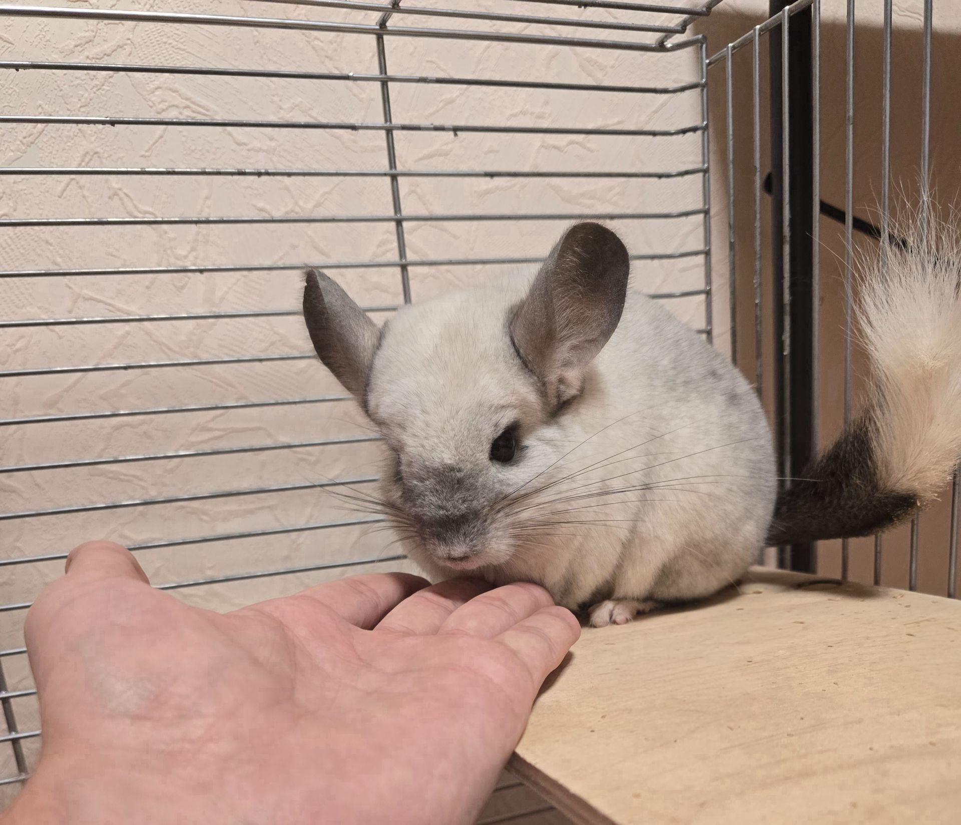 Шиншила дівчинка 1,5 року. Доставка по Києву