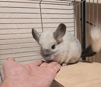 Шиншила дівчинка 1,5 року. Доставка по Києву