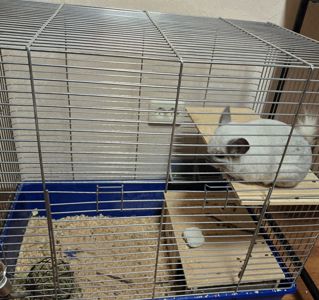 Шиншила дівчинка 1,5 року. Доставка по Києву