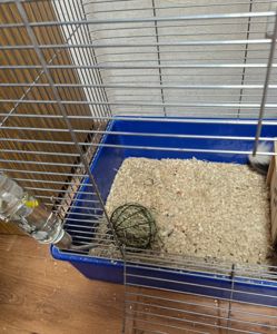 Шиншила дівчинка 1,5 року. Доставка по Києву