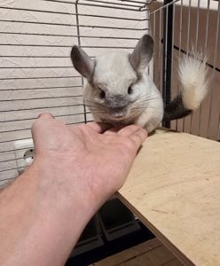 Шиншила дівчинка 1,5 року. Доставка по Києву