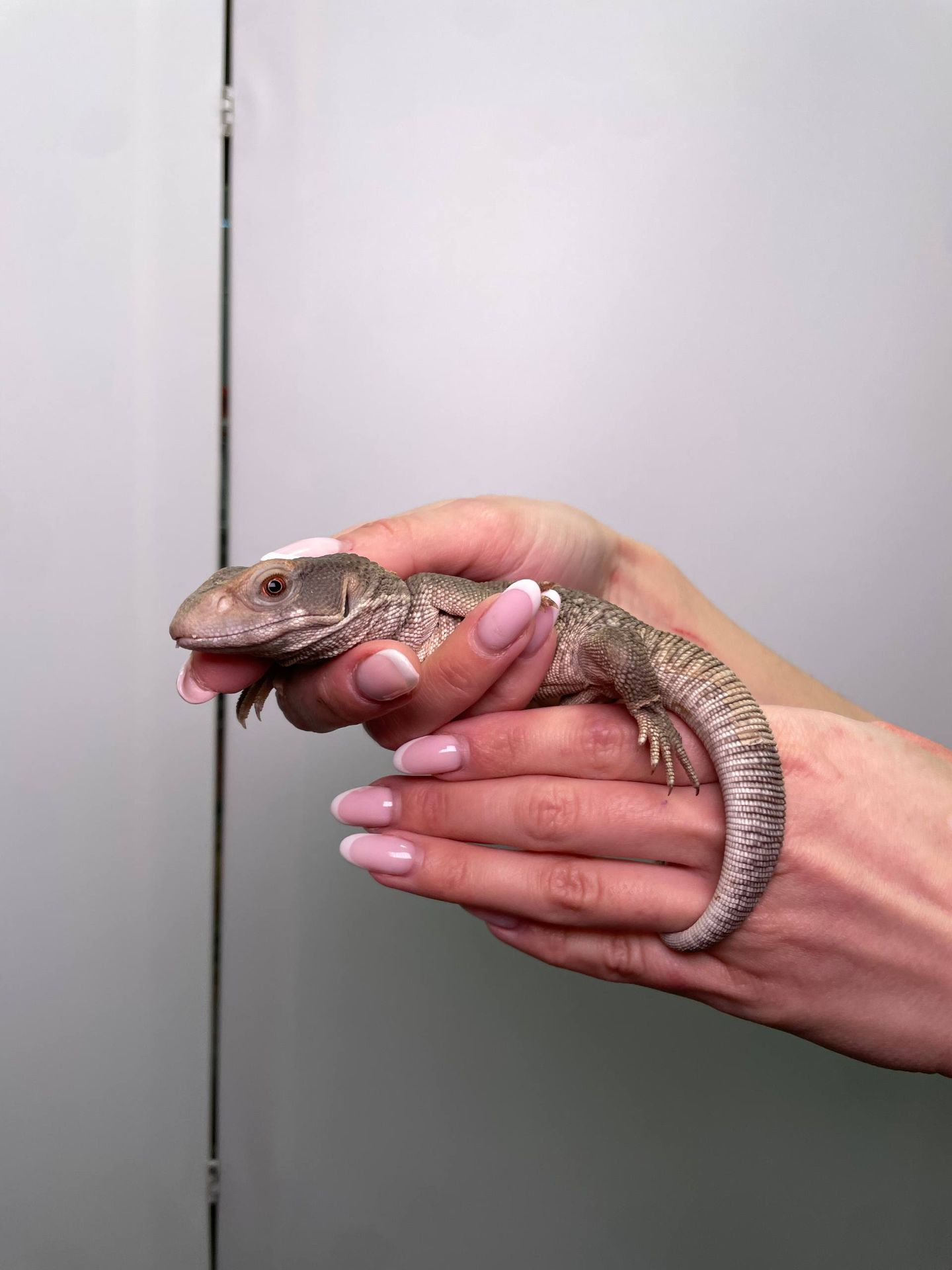 Капський варан, ящір варан, степовий варан, величний варан для дому