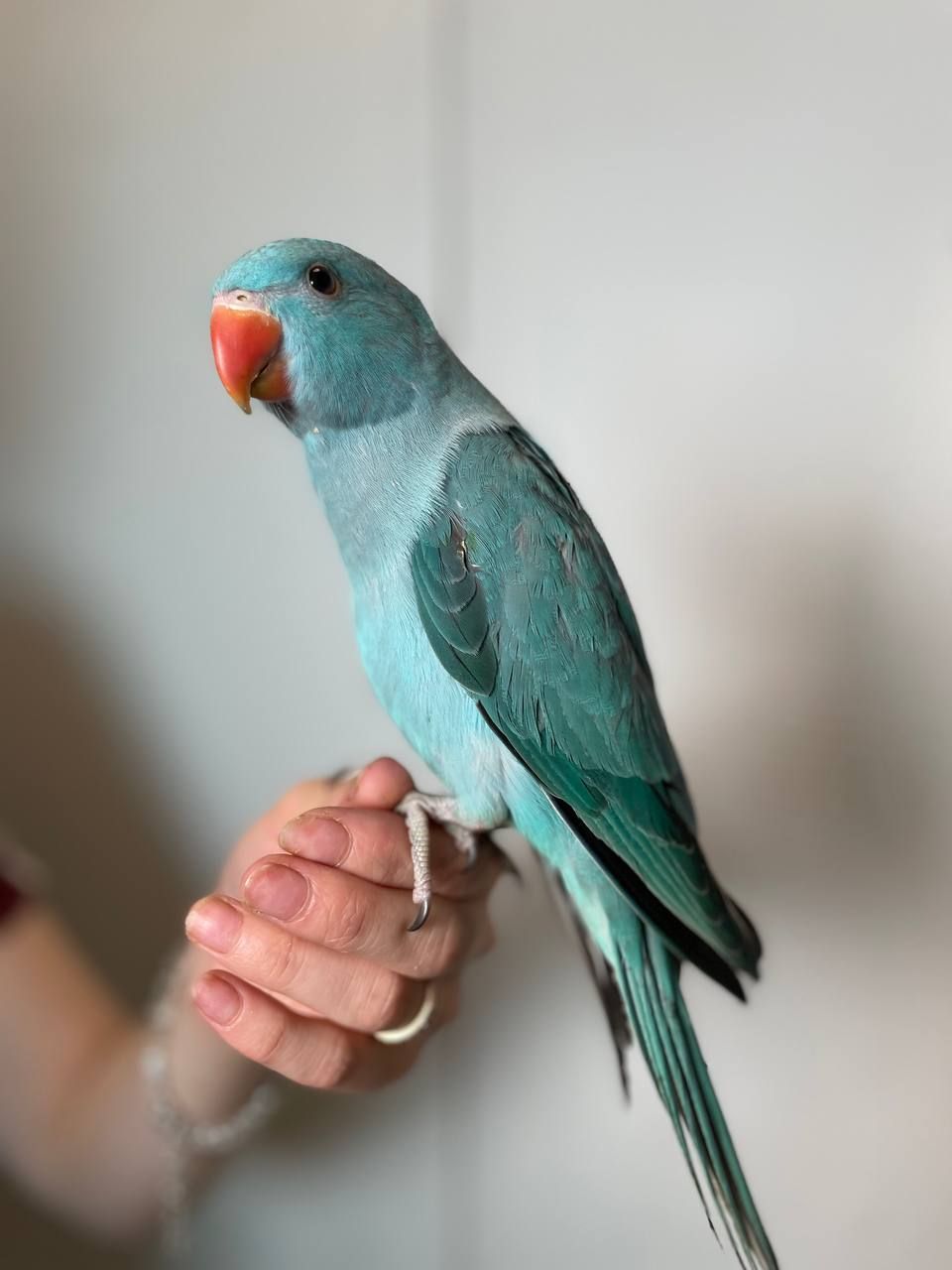 Намистовий папуга, ожереловий папуга, ручні малюки викормиші, Крамера, кільчастий папуга