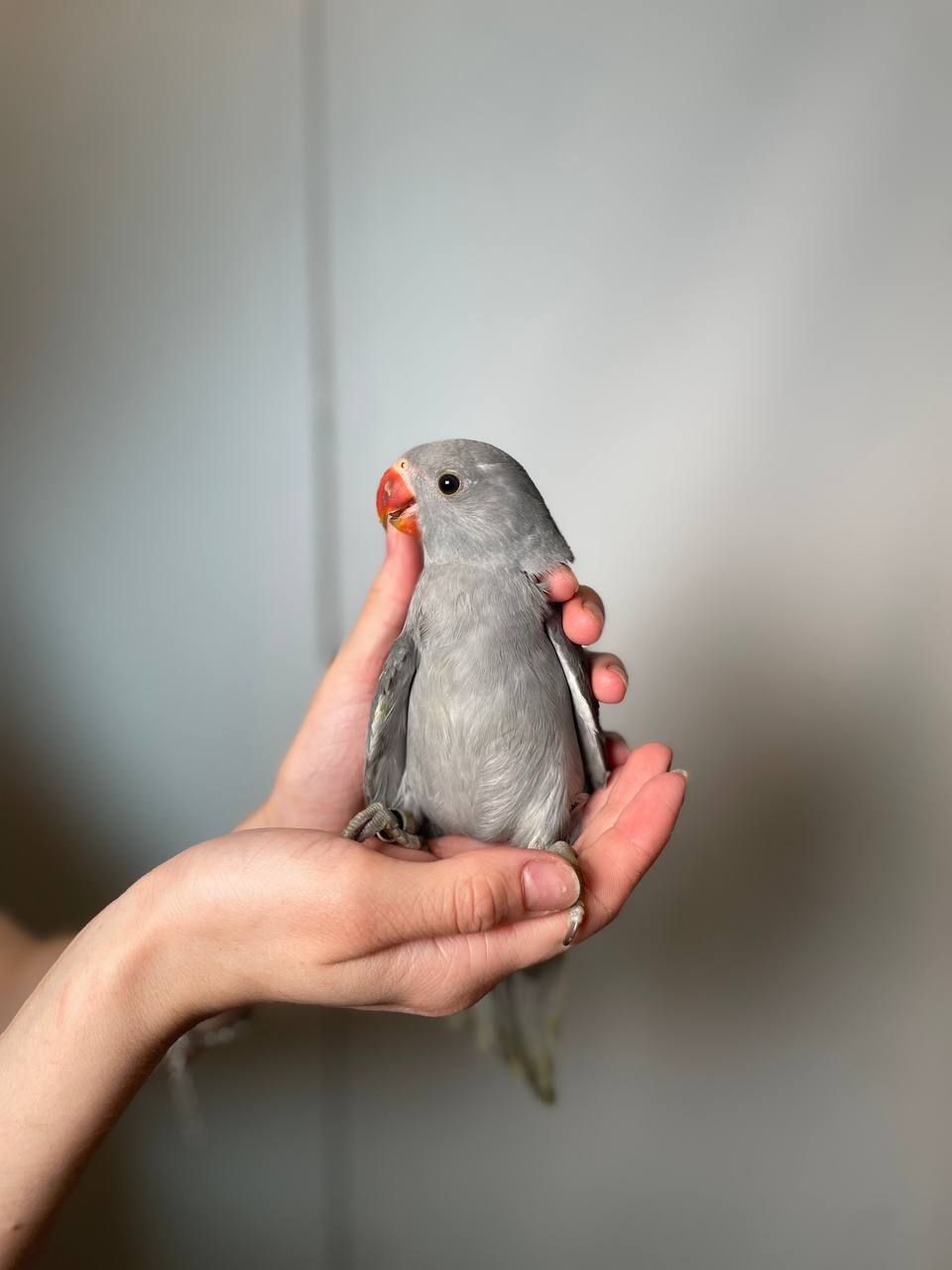 Намистовий папуга, ожереловий папуга, ручні малюки викормиші, Крамера, кільчастий папуга