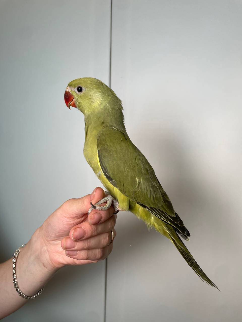 Намистовий папуга, ожереловий папуга, ручні малюки викормиші, Крамера, кільчастий папуга
