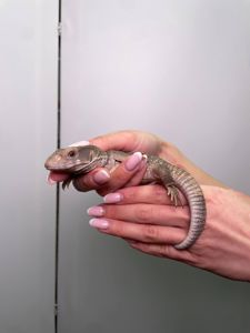 Капський варан, ящір варан, степовий варан, величний варан для дому