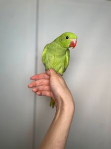 Намистовий папуга, ожереловий папуга, ручні малюки викормиші, Крамера, кільчастий папуга