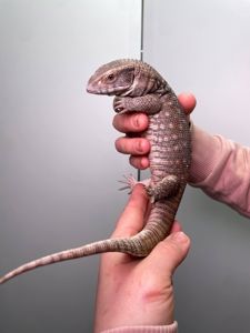 Капський варан, ящір варан, степовий варан, величний варан для дому