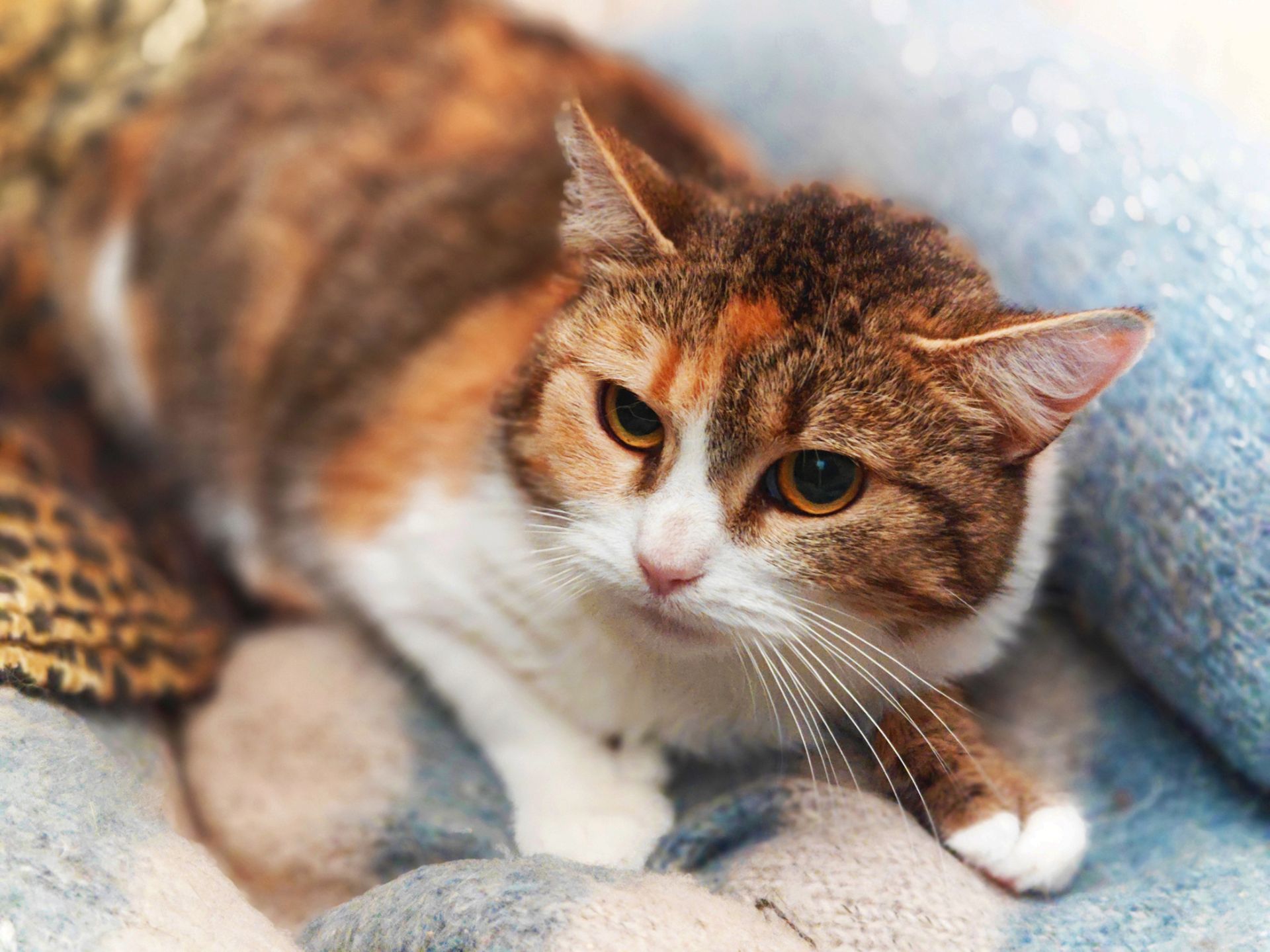 Карамелька