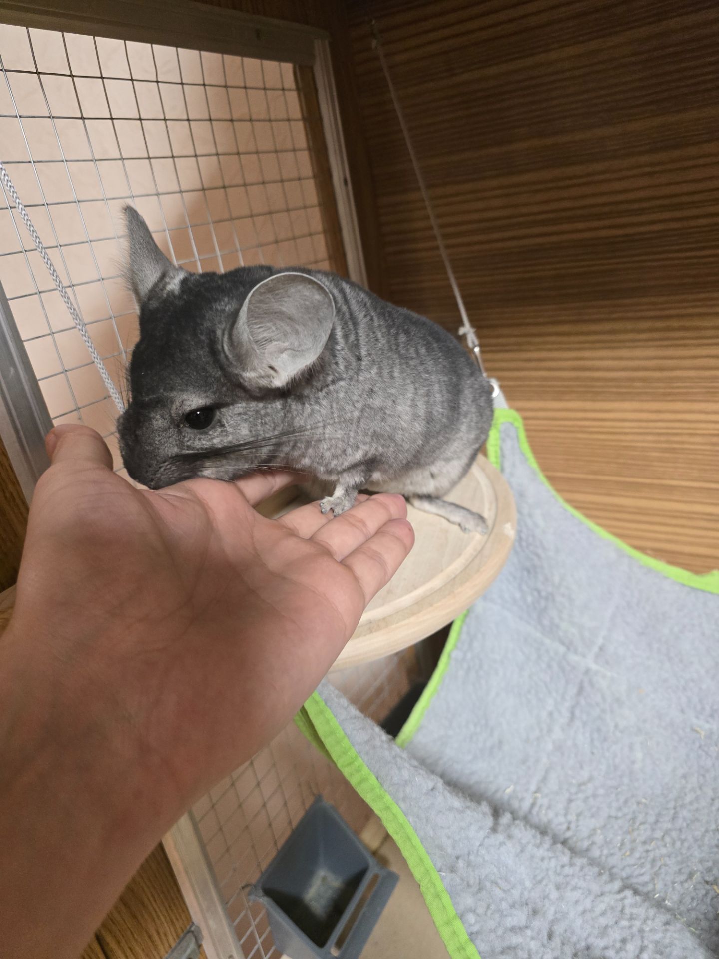 Шиншила хлопчик 9 місяців. Доставка по Києву