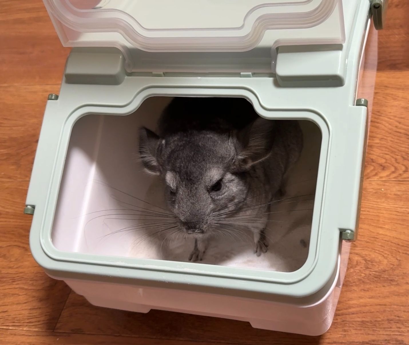 Шиншила хлопчик 9 місяців. Доставка по Києву