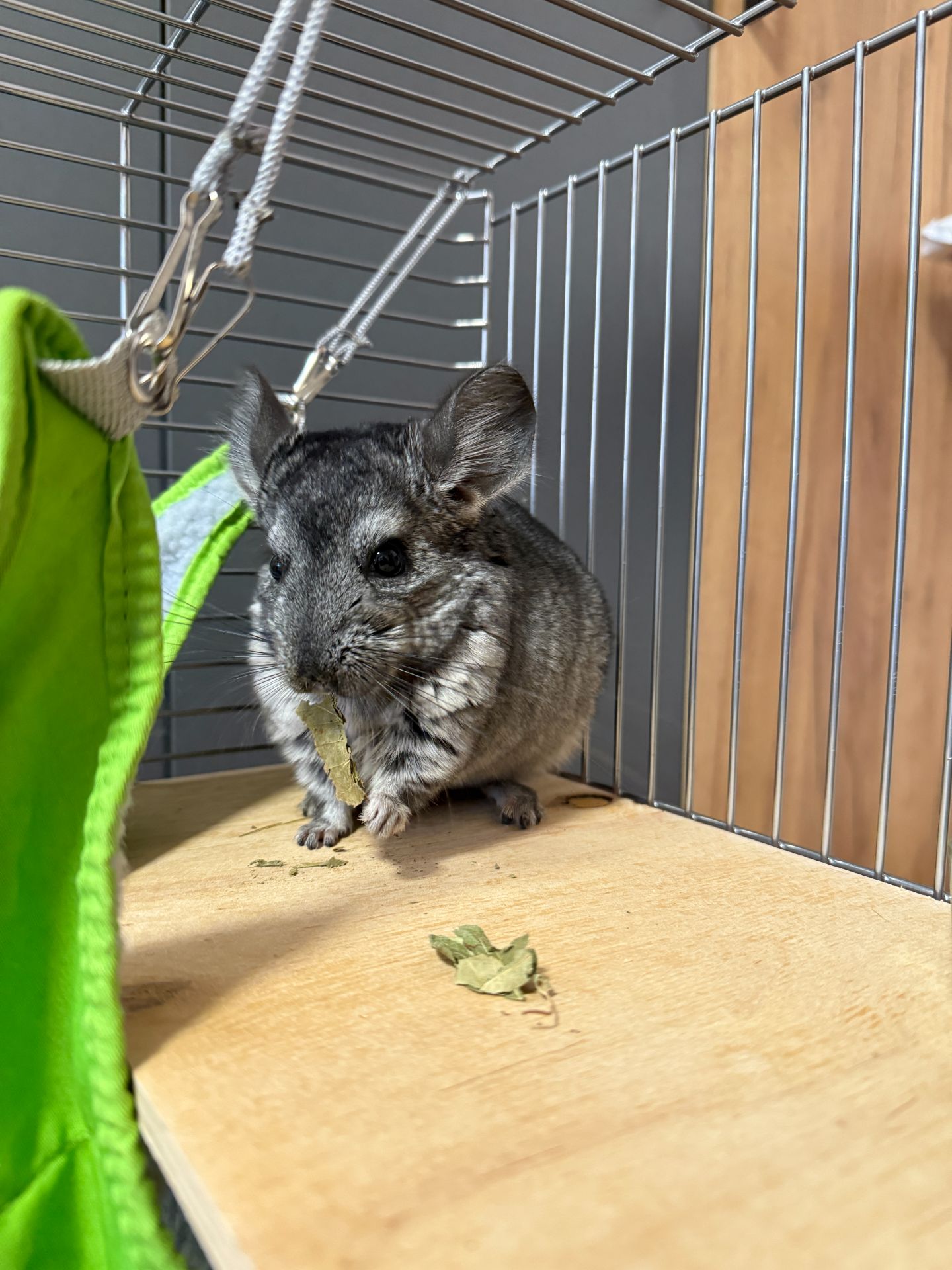 Шиншила хлопчик 9 місяців. Доставка по Києву