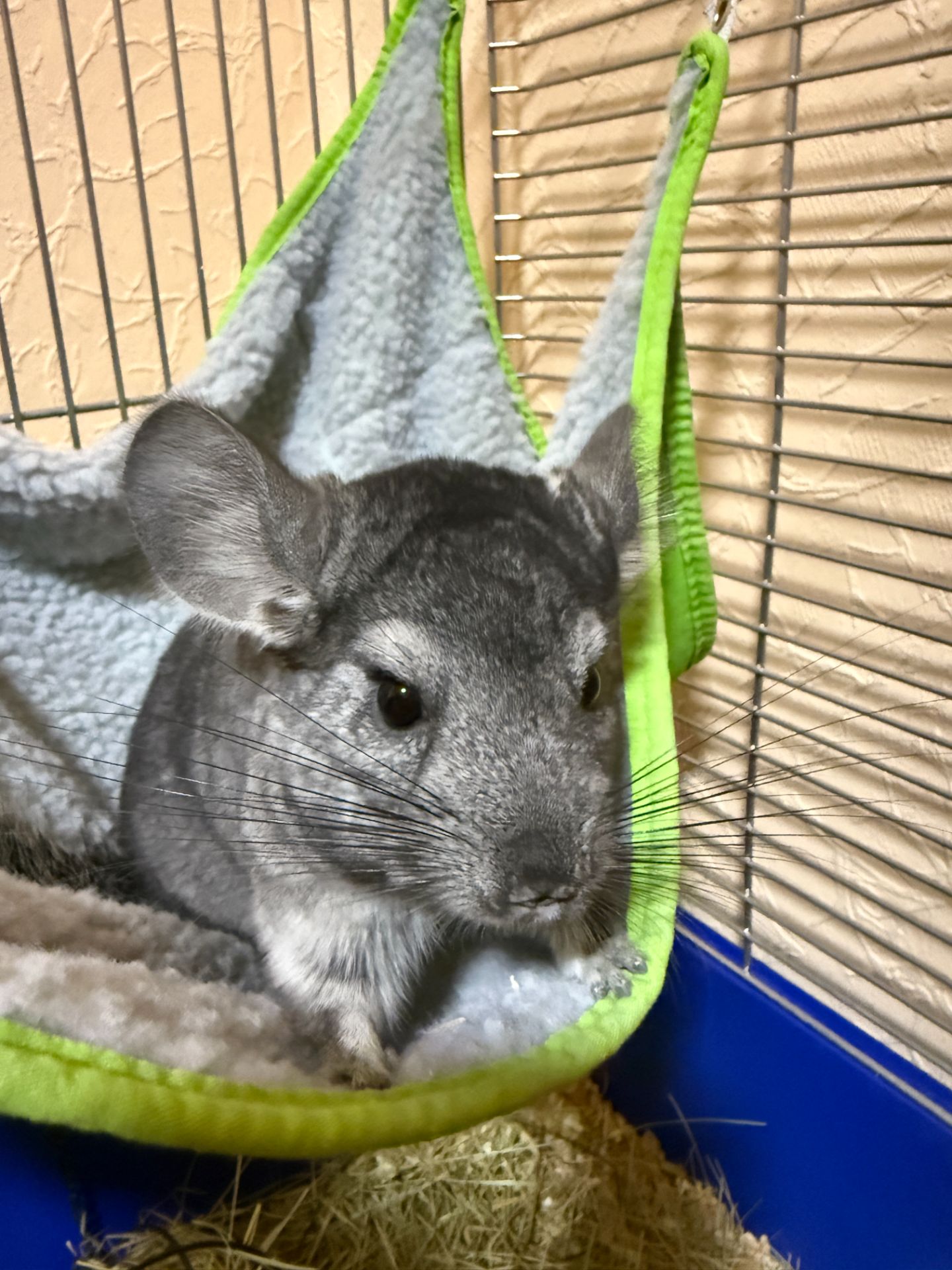 Шиншила хлопчик 9 місяців. Доставка по Києву